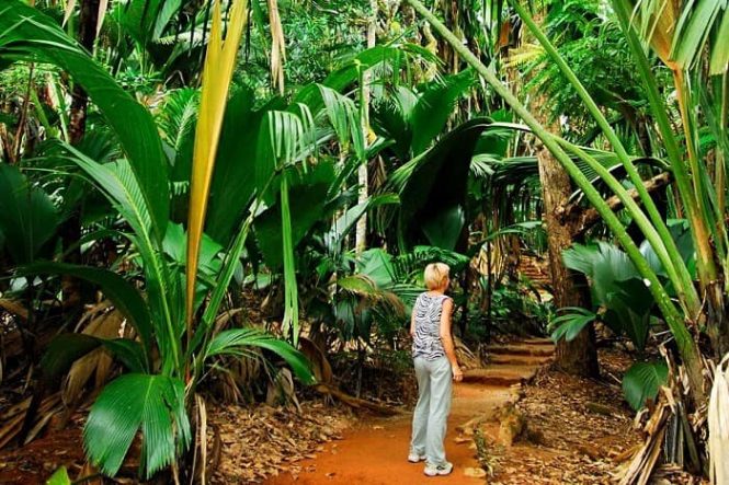 Vallee de Mai - Things to do in Seychelles