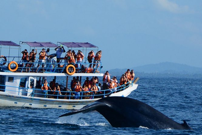 Whale Watching - Srilankan adventures