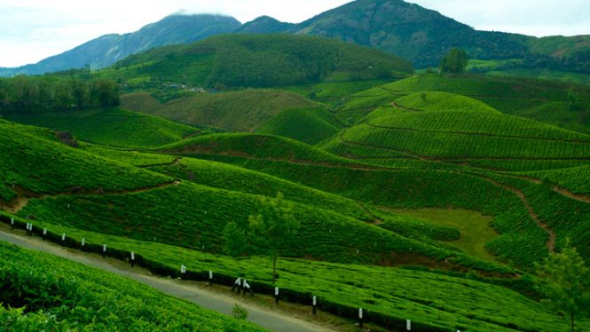 Hills of Munnar - tourist places in Kerala