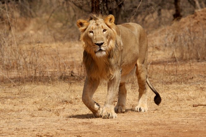 Gir National Park - national parks in India