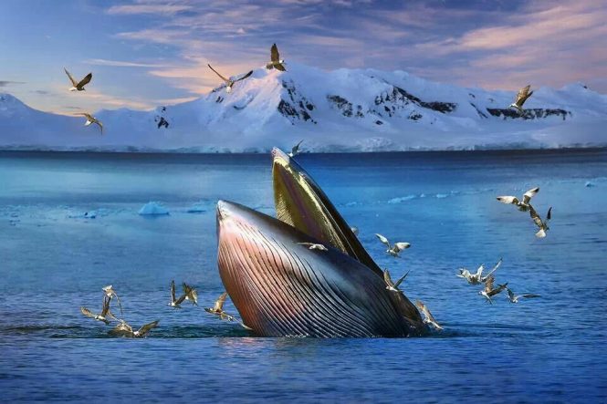 whales- things to do in Iceland