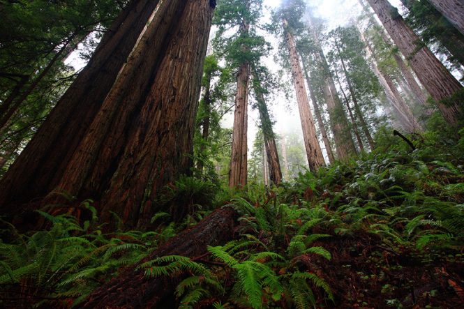 Redwood national park- places to visit in West Coast USA