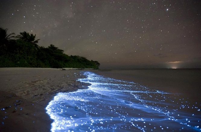 Bioluminescence - Things to do in Andaman