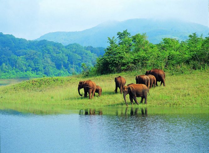 The wildlife of Thekkady - tourist places in Kerala