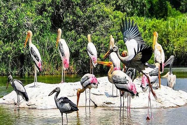 Kumarakom Bird Sanctuary-places to visit in Alleppey