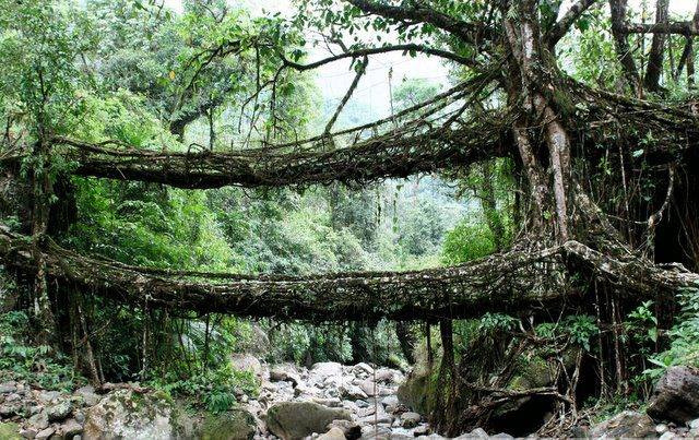 Double Deck -Living Root Bridges