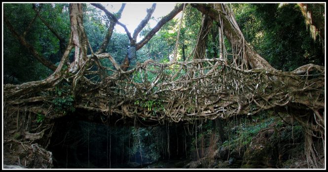 Living Root Bridges