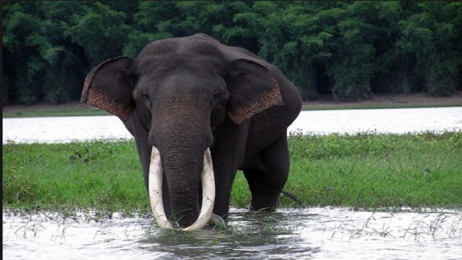 Periyar National Park- Places to visit in India during Monsoon