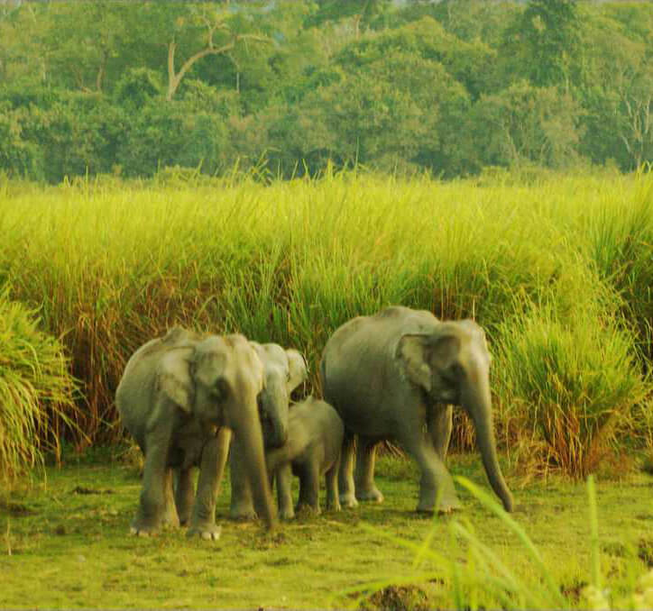 National Park-Kaziranga Tourism 