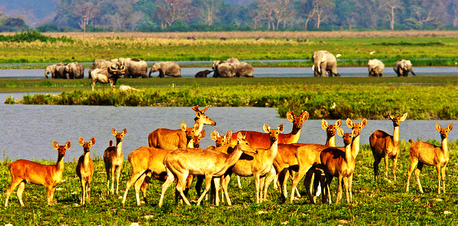 Kaziranga National Park & Tiger Reserve Assam, India
