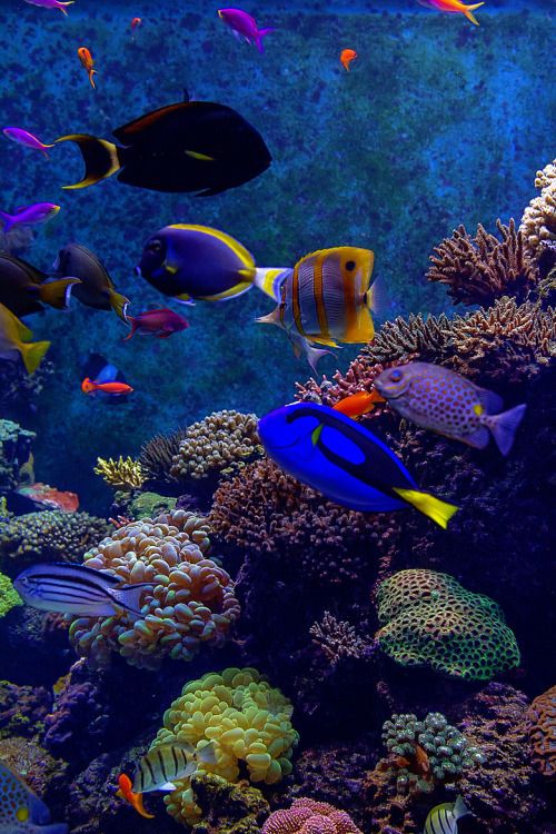  Sea World Aquarium-Rameshwaram