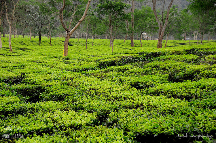  Tea Garden-Kaziranga Forest 