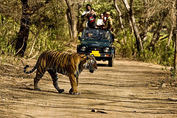 jim corbett safari is open