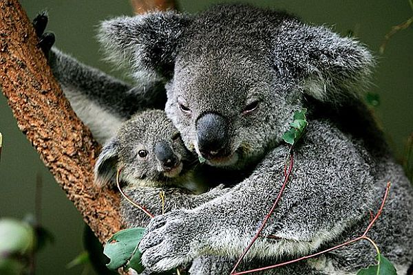 Koalas-Australian Wildlife