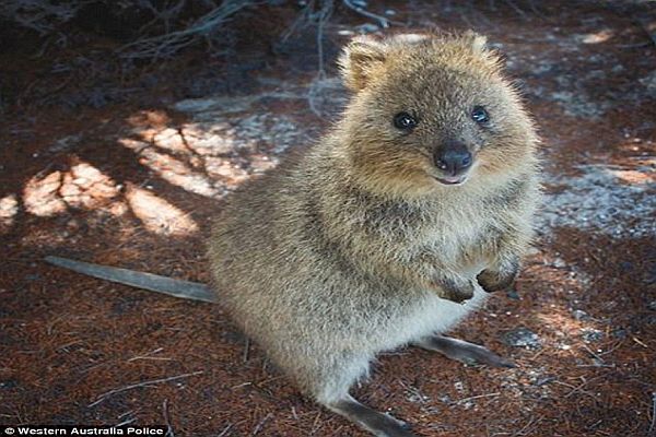 Quokkas-Australian Wildlife
