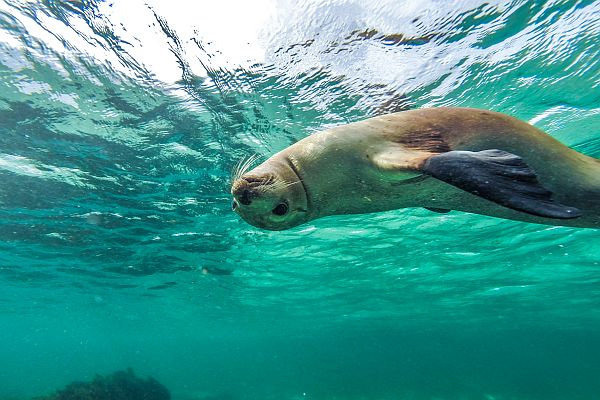 Sea Lion -Australian Wildlife