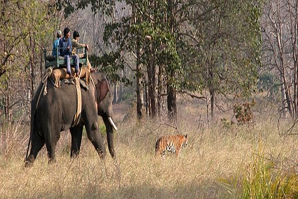  Park Safari -Kanha National Park