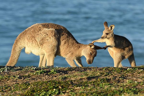 Kangaroo-Australian Wildlife