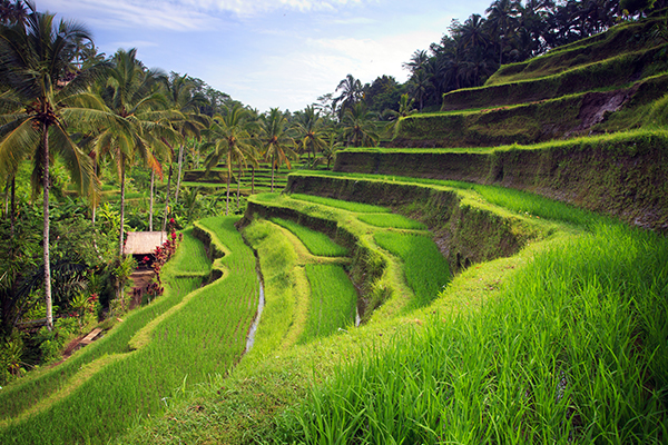 9 Best Things to do in Ubud - What Makes Ubud So Special - Thomas Cook
