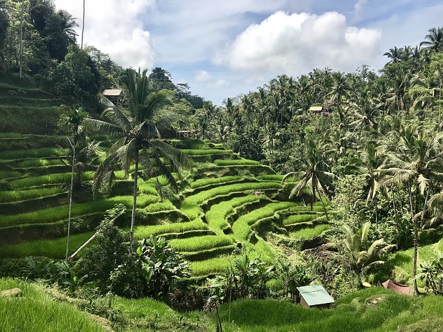 bali