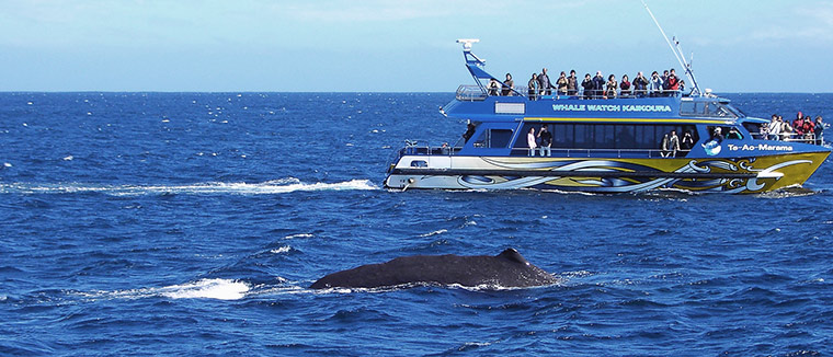 Whale Watching at Kaikoura