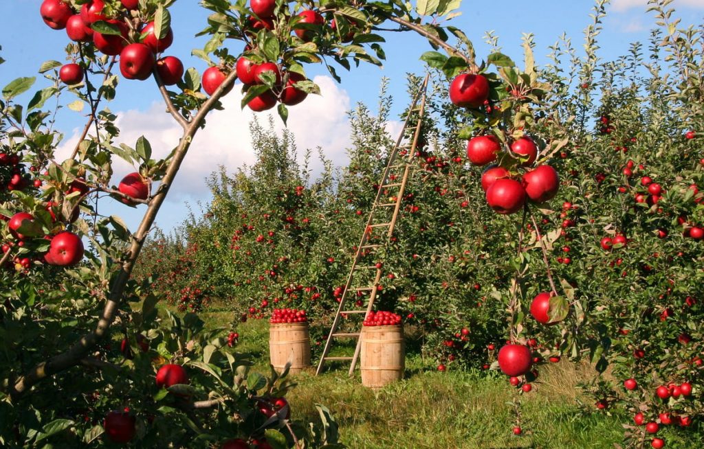 Apple-orchard - Rohru