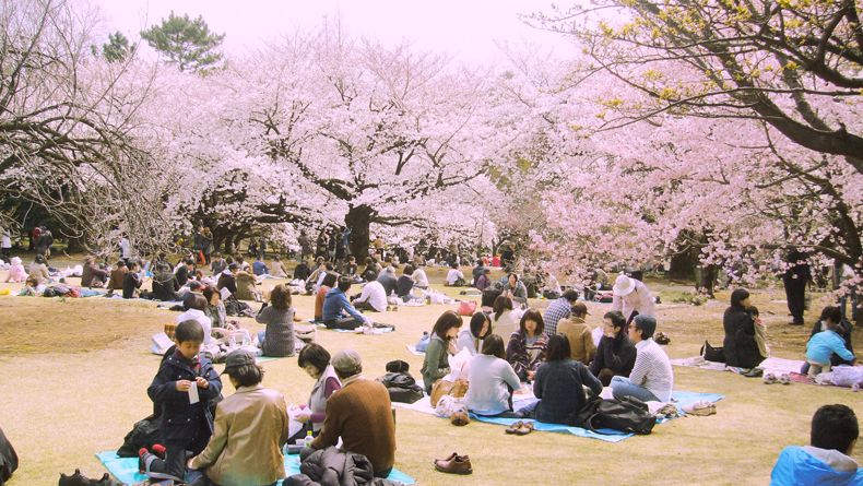Hanami - Cherry Blossoms in Japan