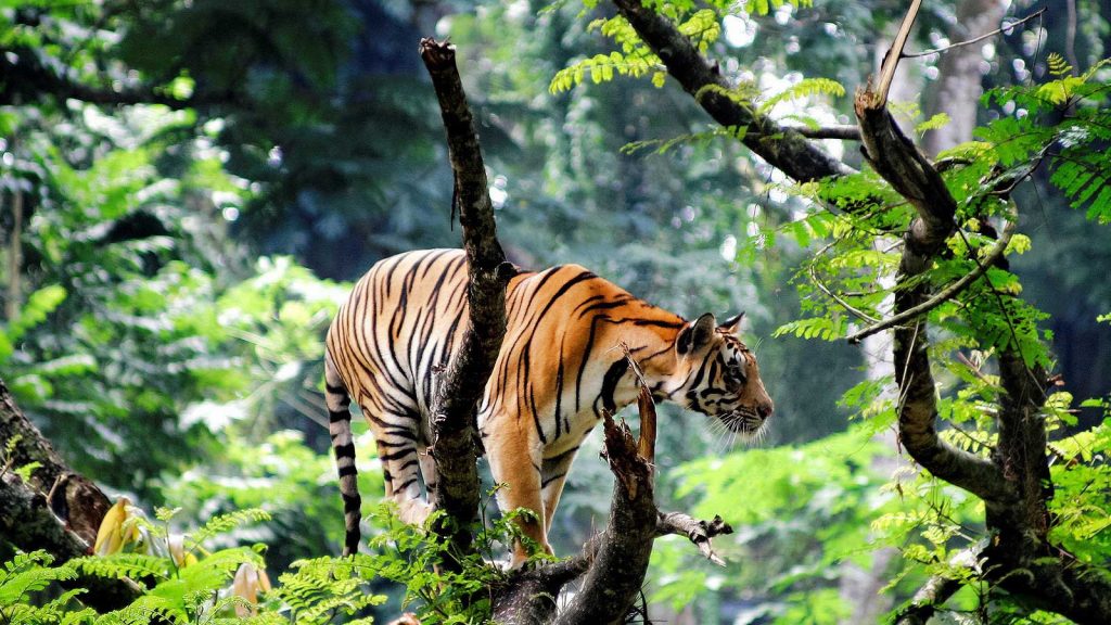 Thekkady, Kerala - Tiger Reserve