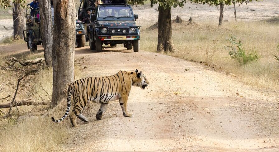 101 National Parks in India For All The Wildlife Enthusiasts | Thomas Cook  India Travel Blog